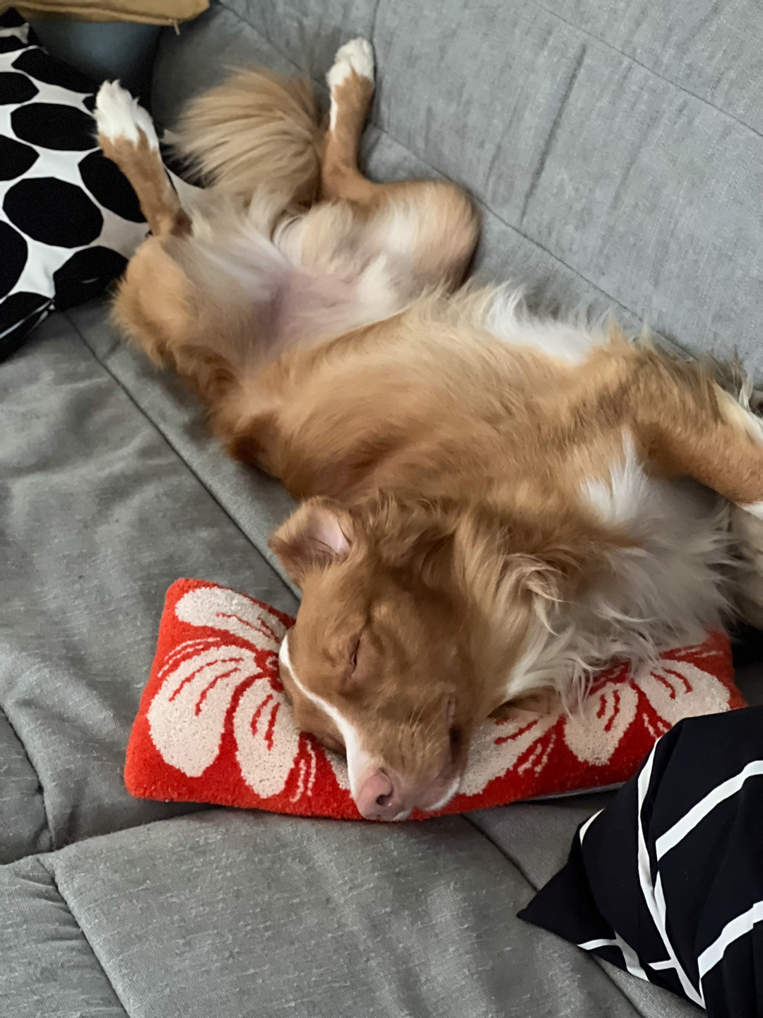 my dog sleeping on my hand-made pillow