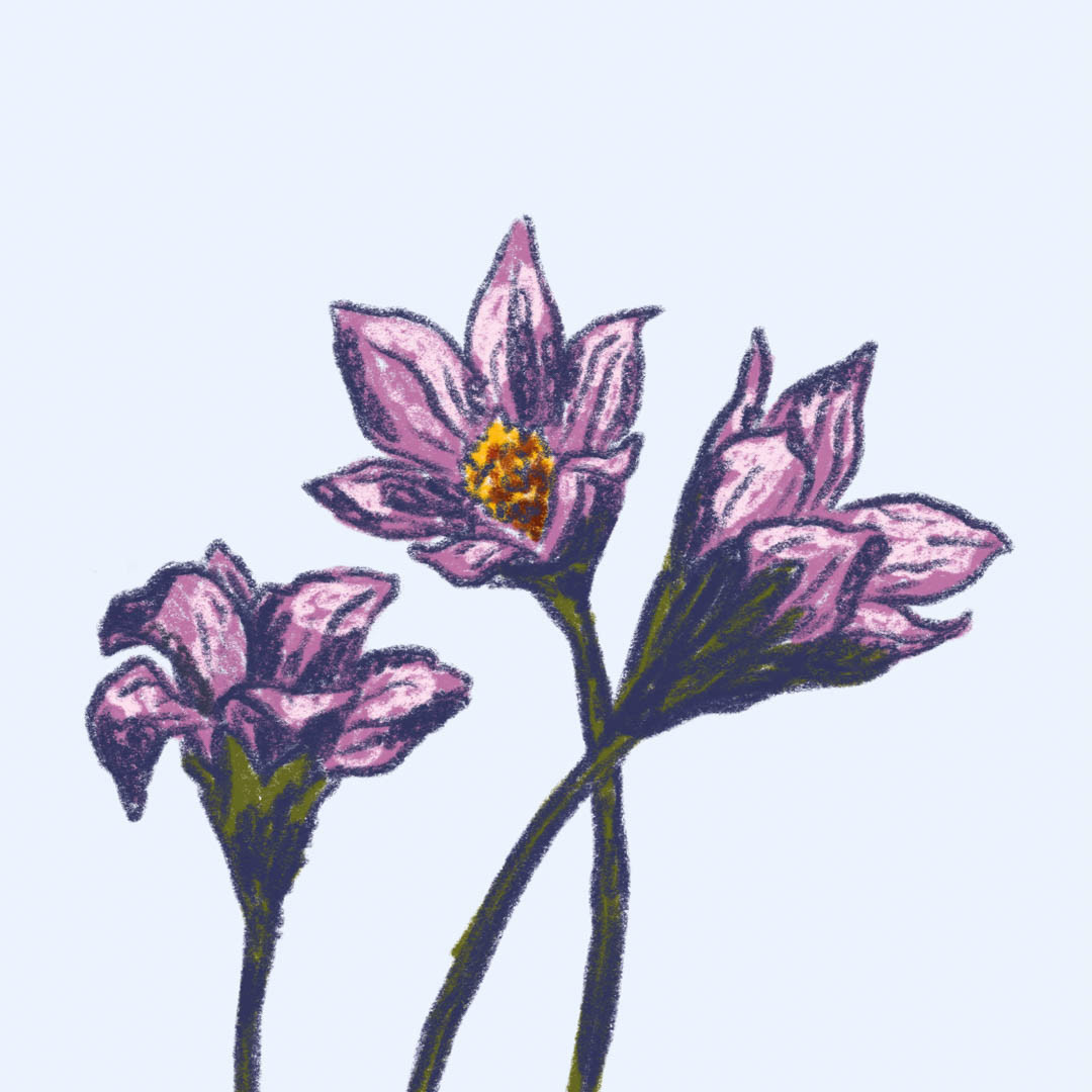 illustration of pasque flowers