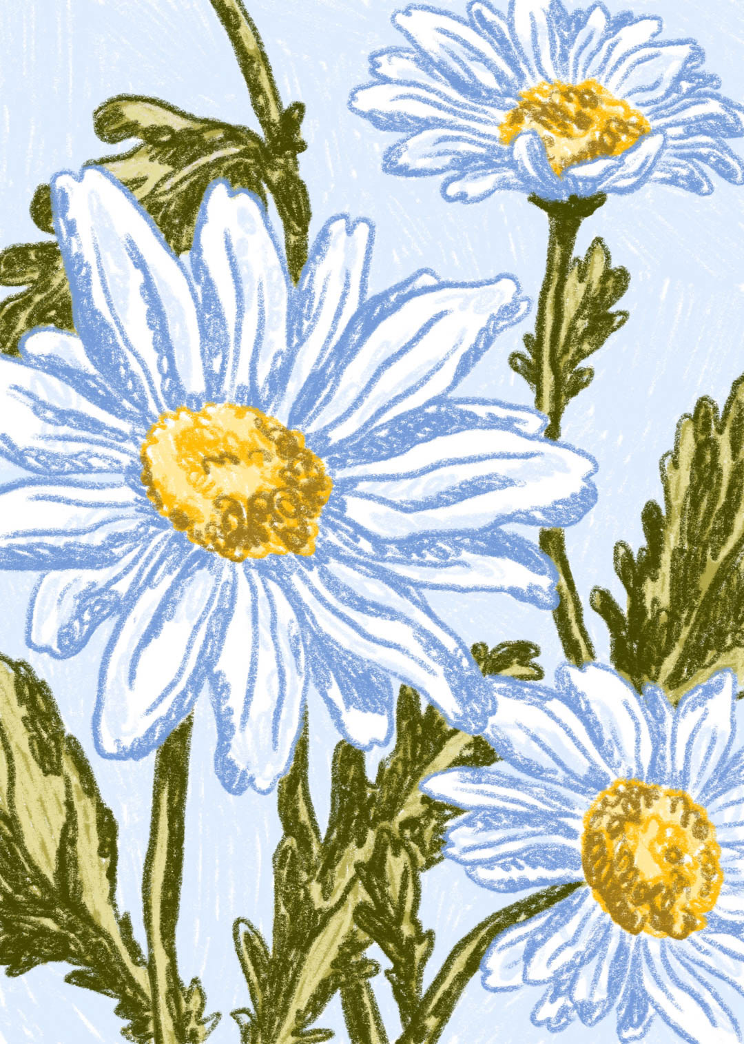 digital illustration of oxeye daisies by Bianca Gschlecht, illustrator from Konstanz in Germany.