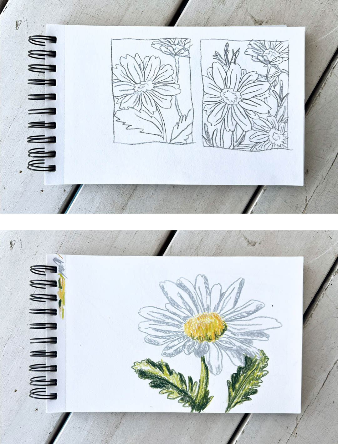 hand-drawn sketches of oxeye daises by Bianca Gschlecht