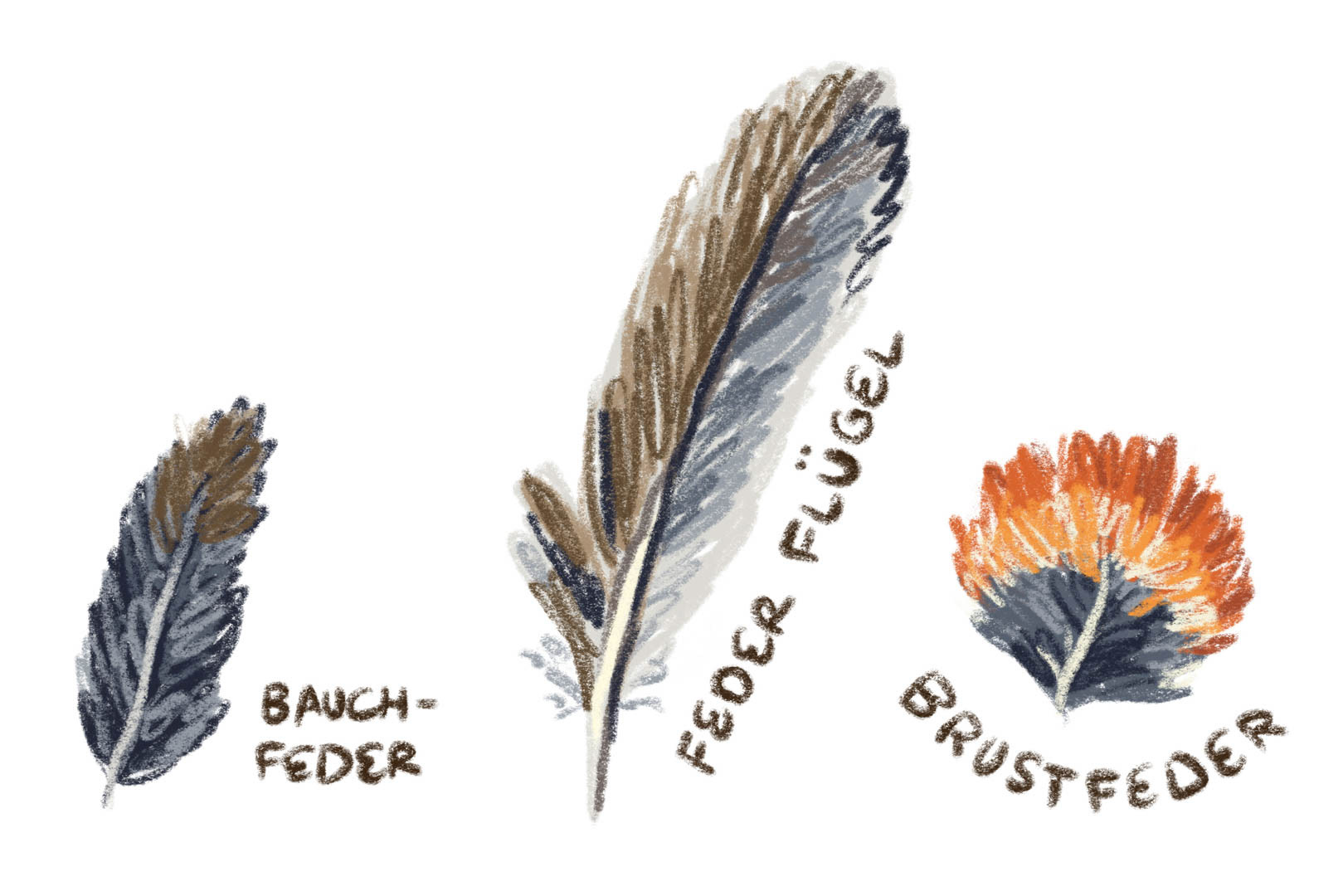 digital illustrations of feathers of a European Robin. By Bianca Gschlecht