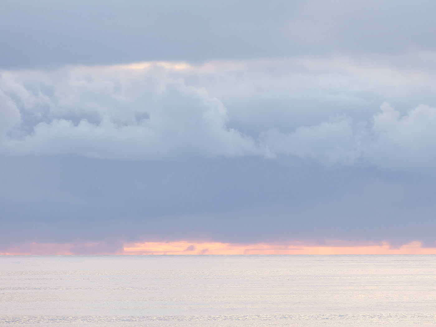 Sea Pinks III