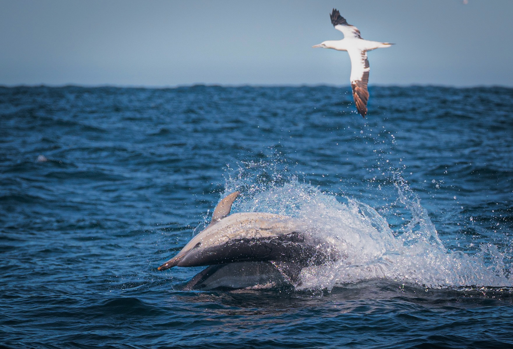 17/11/2021 Sagres, Portugal. Playful Common Dolphin seen along with Northern Gannet in the coast of Sagres, Portugal.