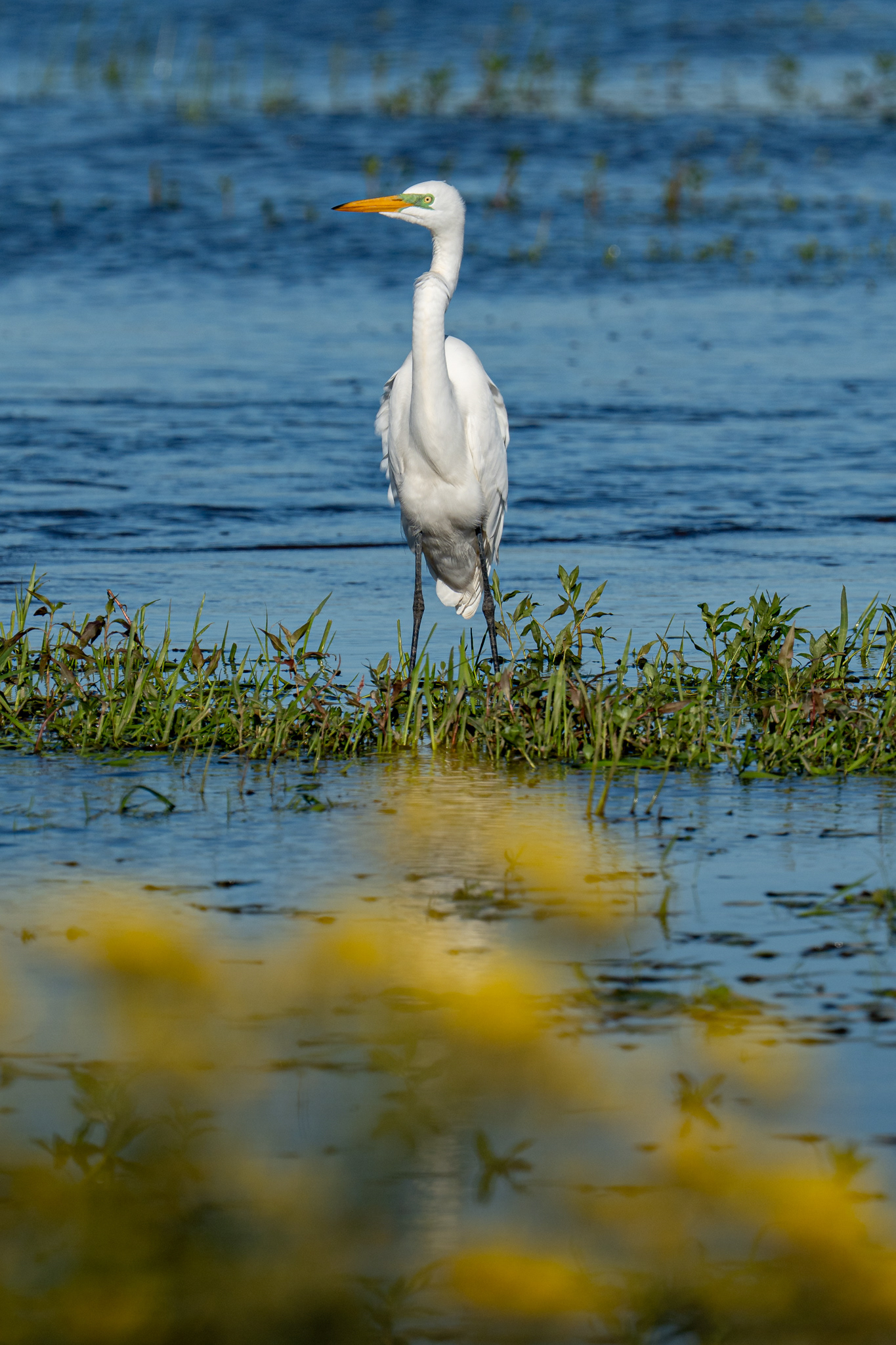 GARZA BLANCA - 18