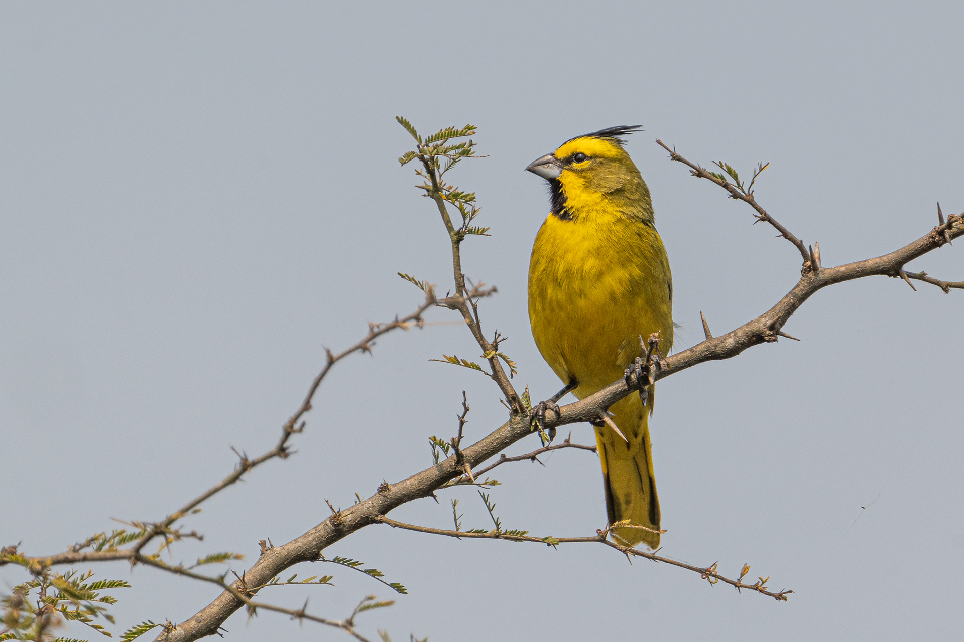 CARDENAL AMARILLO - 6 
