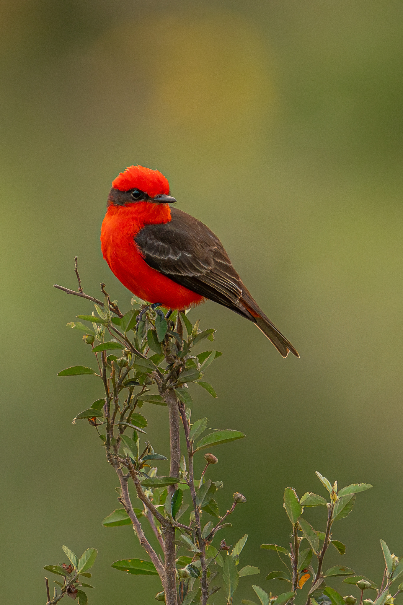 CHURRINCHE - 17