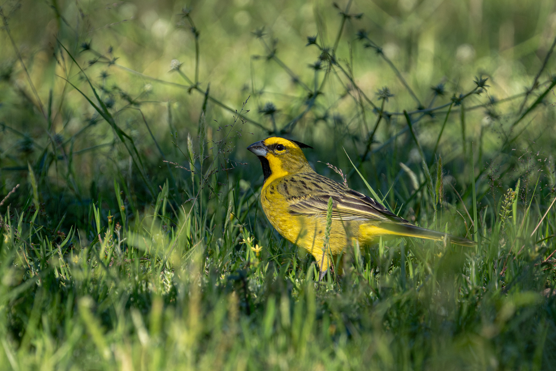 CARDENAL AMARILLO - 14