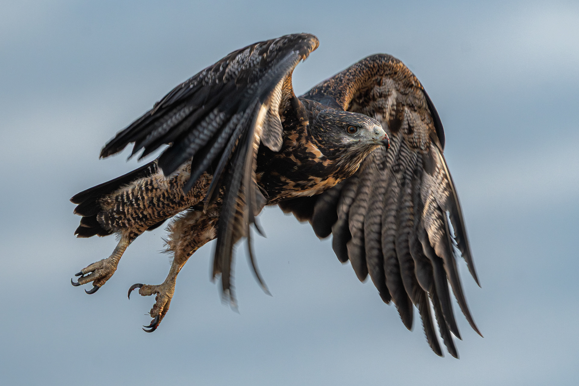 AGUILA MORA - 14