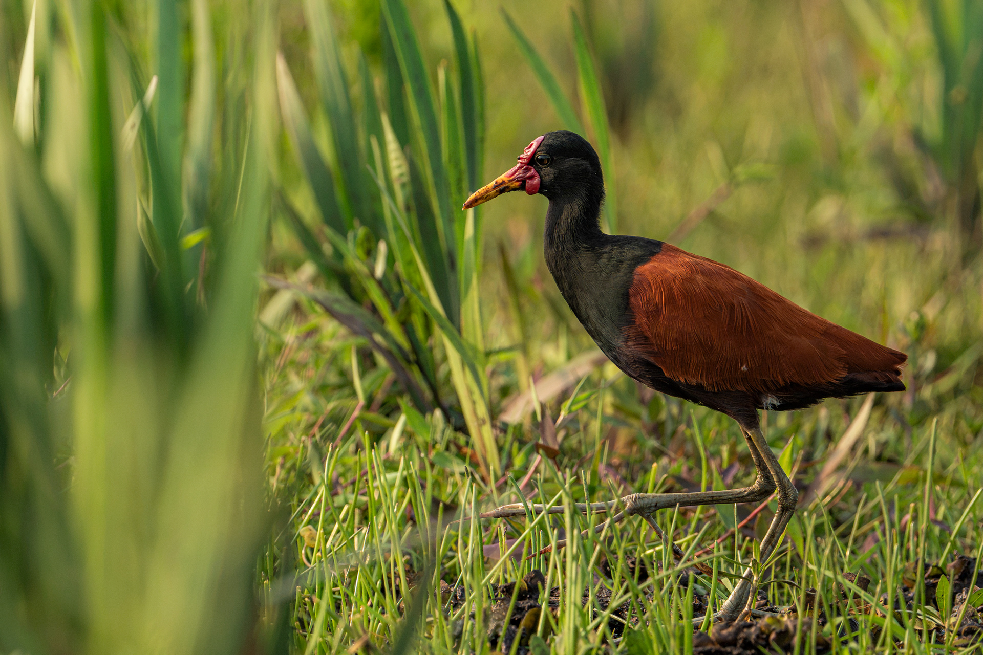 JACANA - 13 