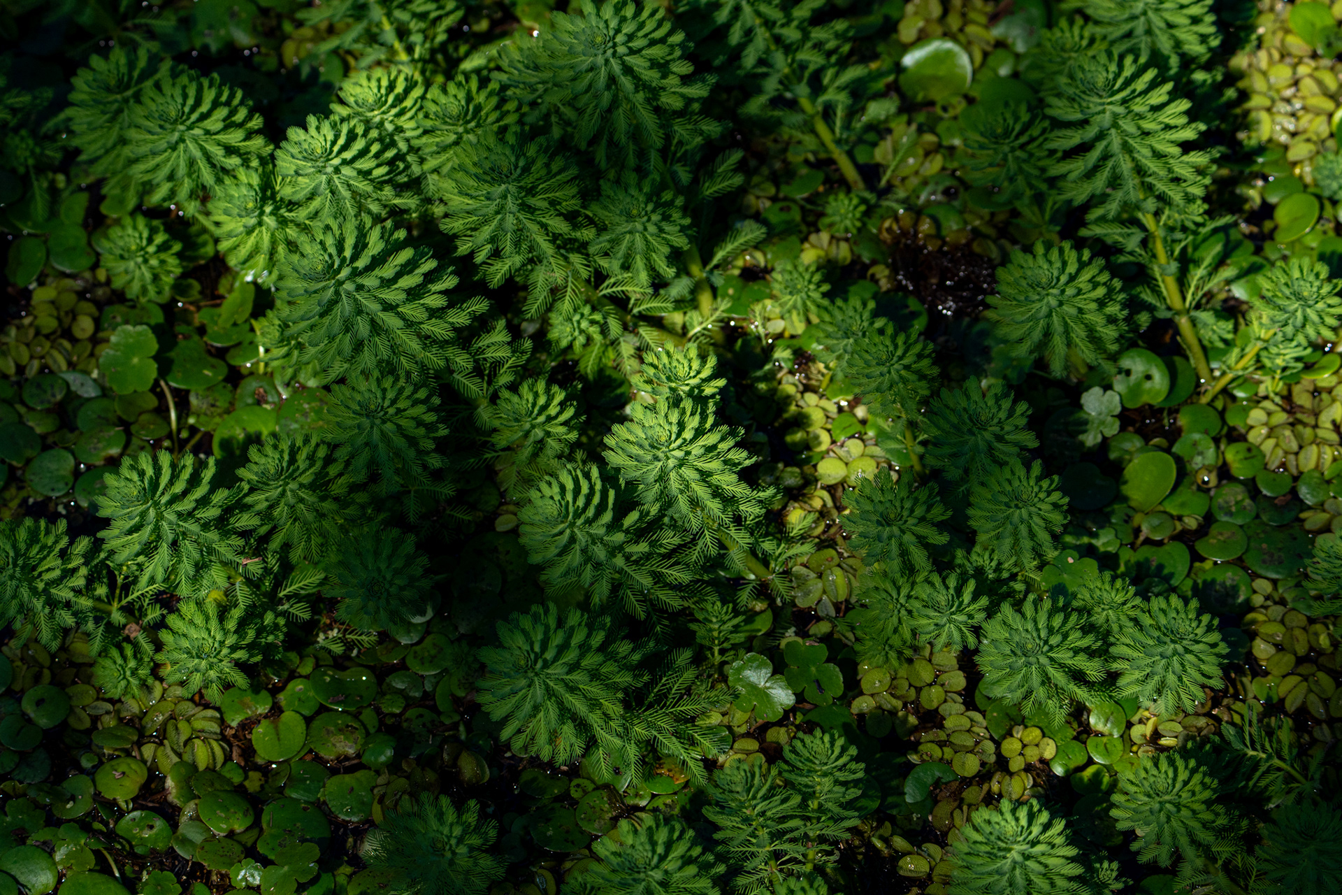 MICRO MUNDOS DEL HUMEDAL - 9