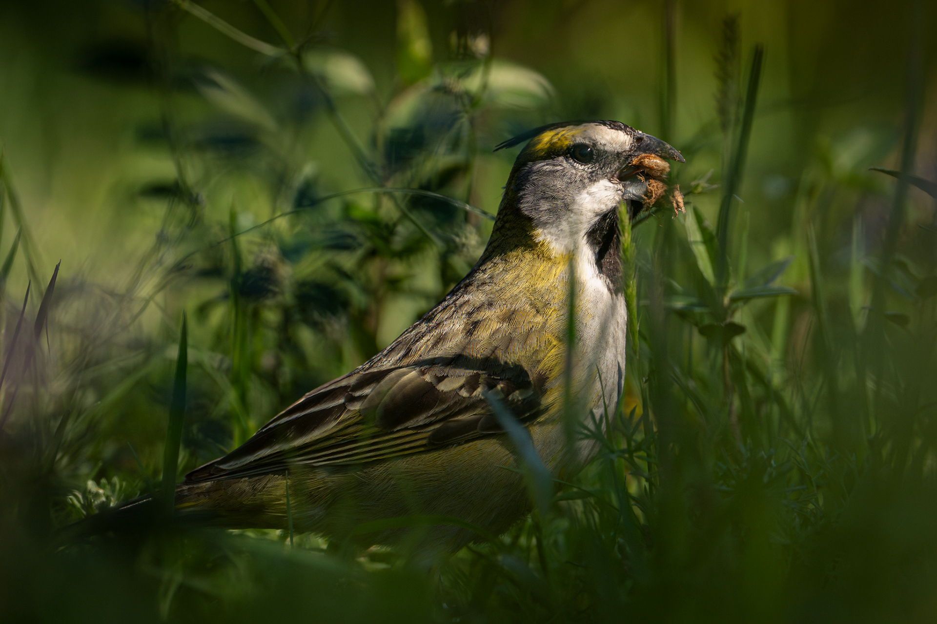 CARDENAL AMARILLO (h) - 13