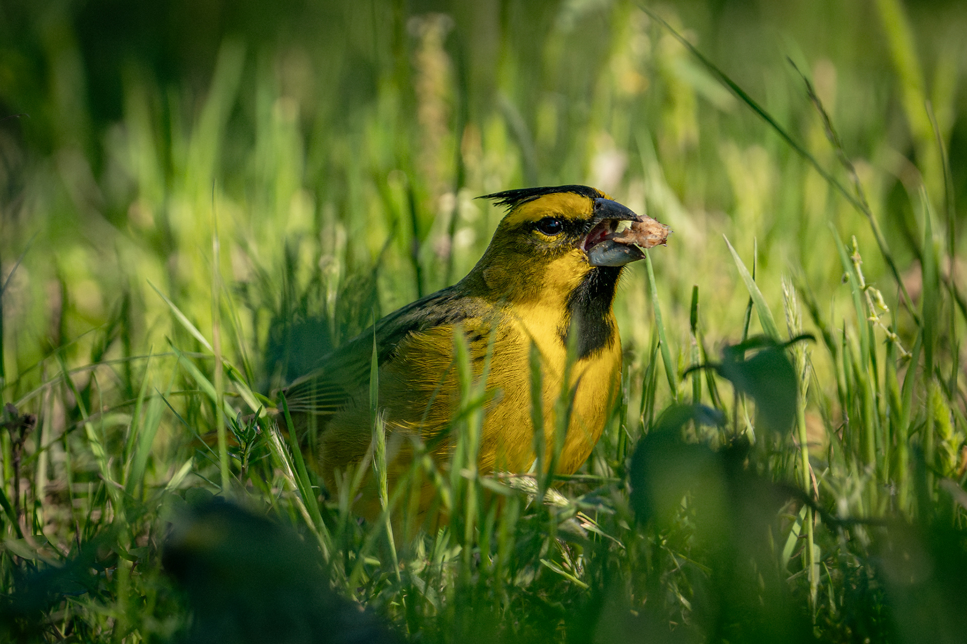 CARDENAL AMARILLO - 16