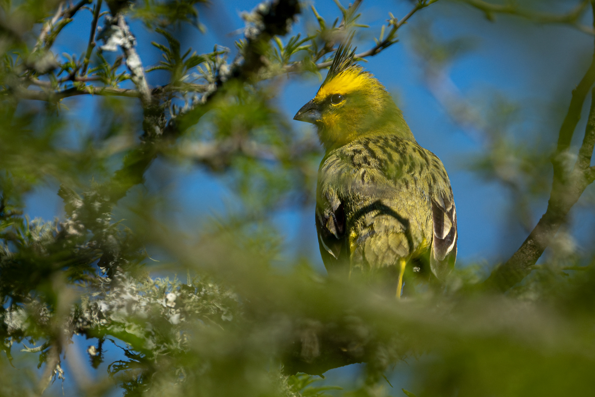 CARDENAL AMARILLO - 8