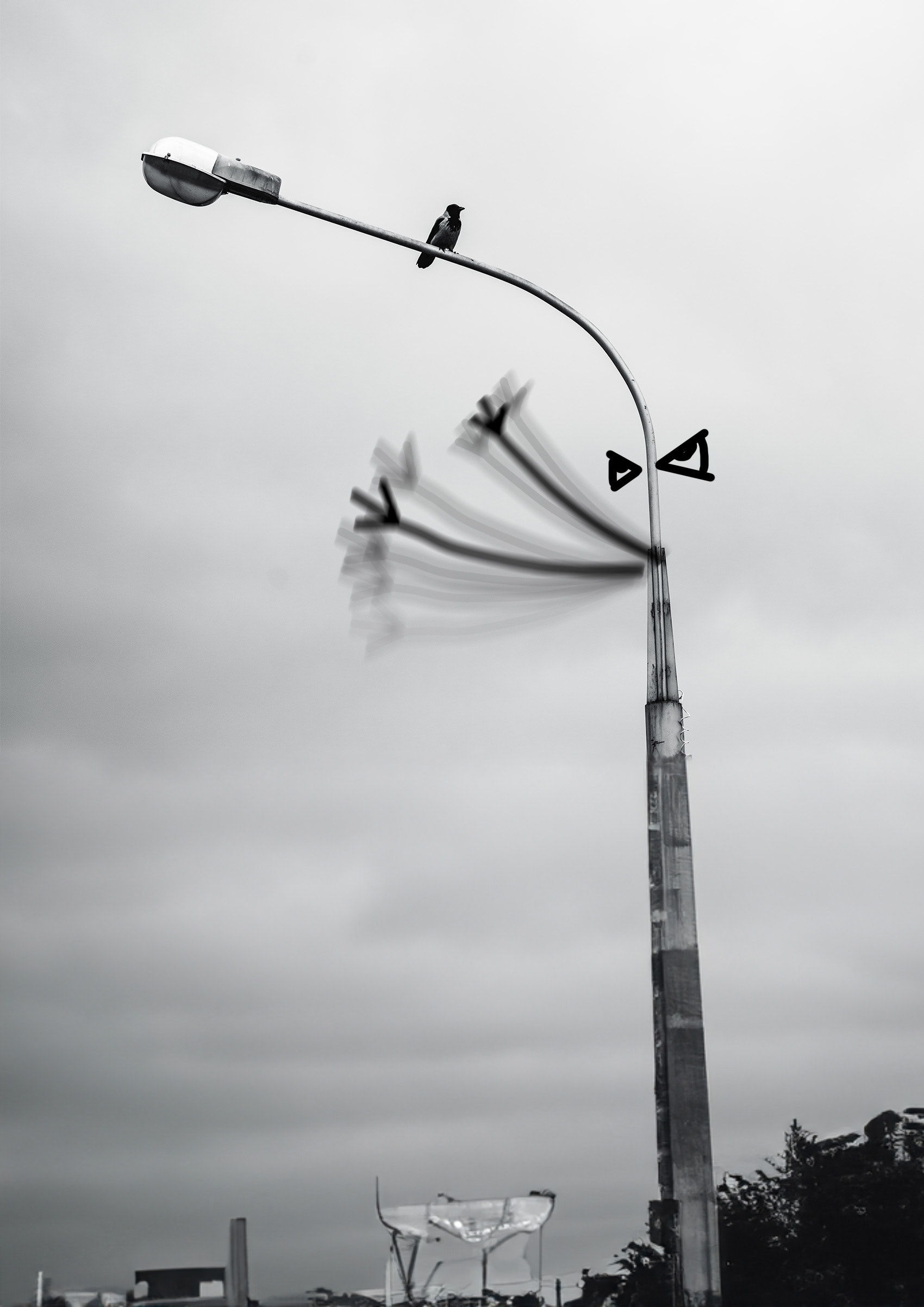 Crow - 2023