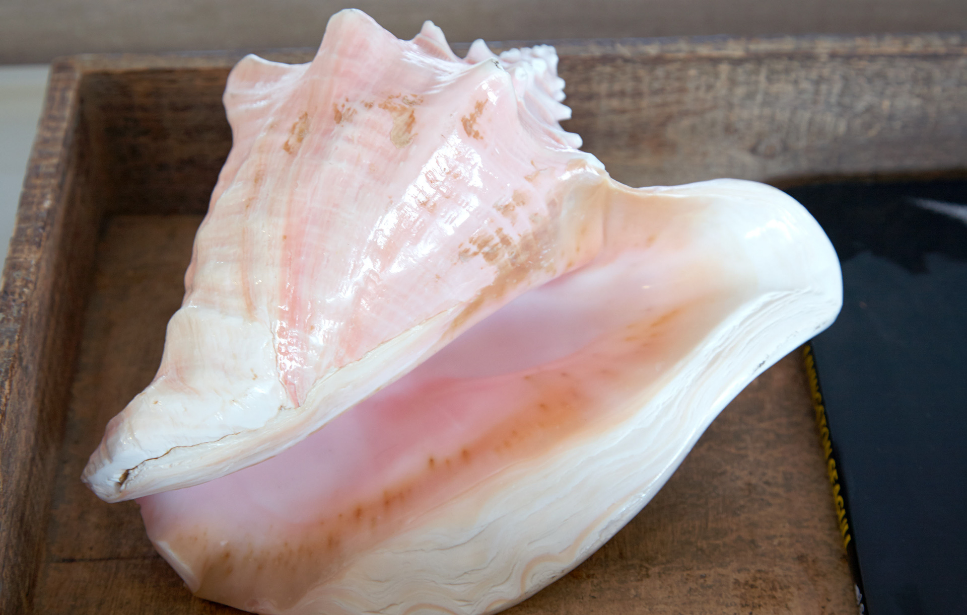 MARIANNE RAFTER IS A FASHION, PORTRAIT AND LIFESTYLE PHOTOGRAPHER BASED IN NEW YORK