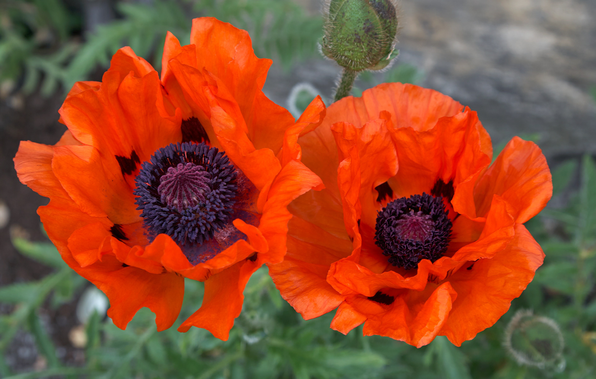 MARIANNE RAFTER IS A FASHION, PORTRAIT AND LIFESTYLE PHOTOGRAPHER BASED IN NEW YORK