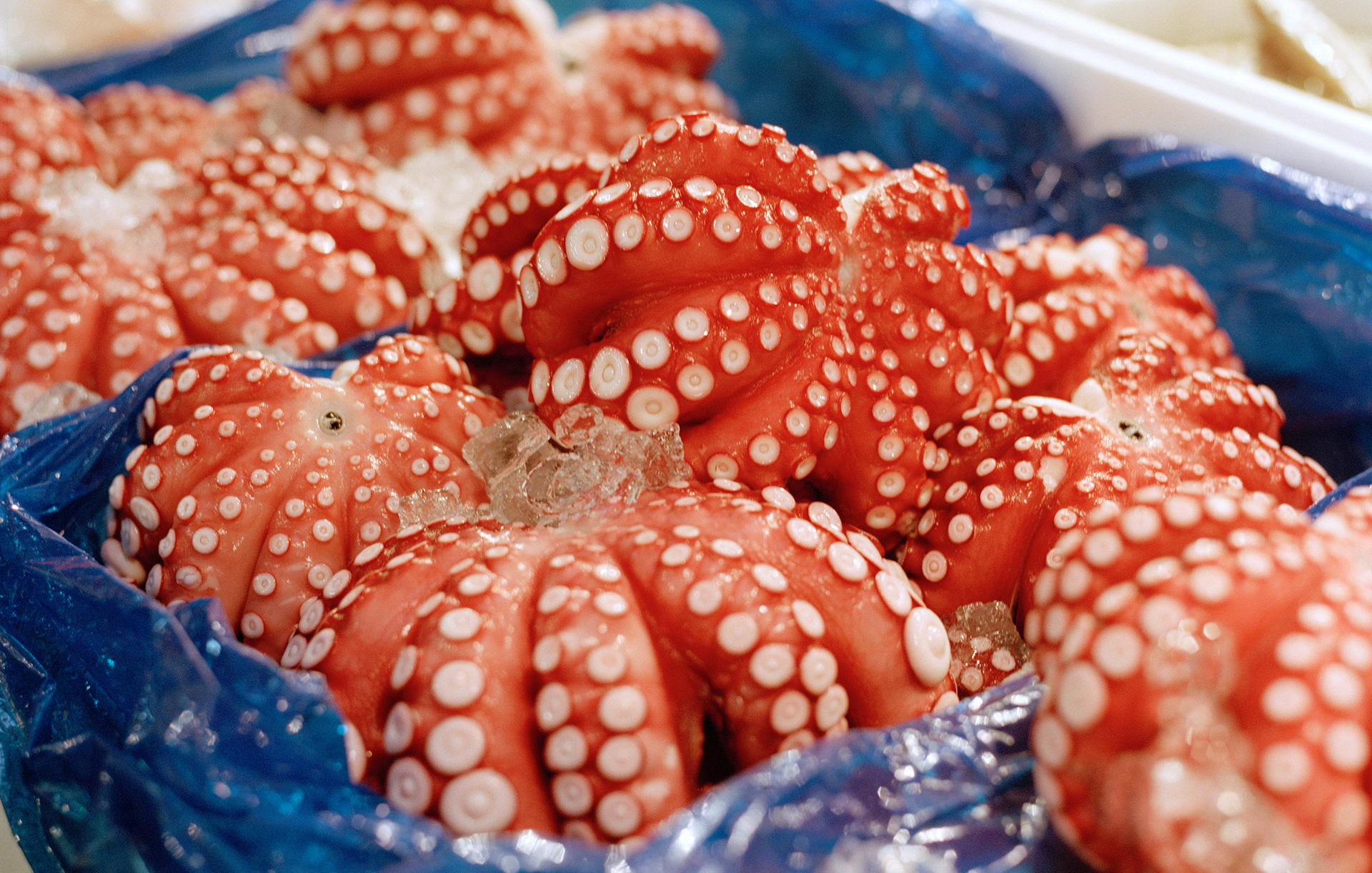 MARIANNE RAFTER IS A FASHION, PORTRAIT AND LIFESTYLE PHOTOGRAPHER BASED IN NEW YORK tsukiji tokyo fish market