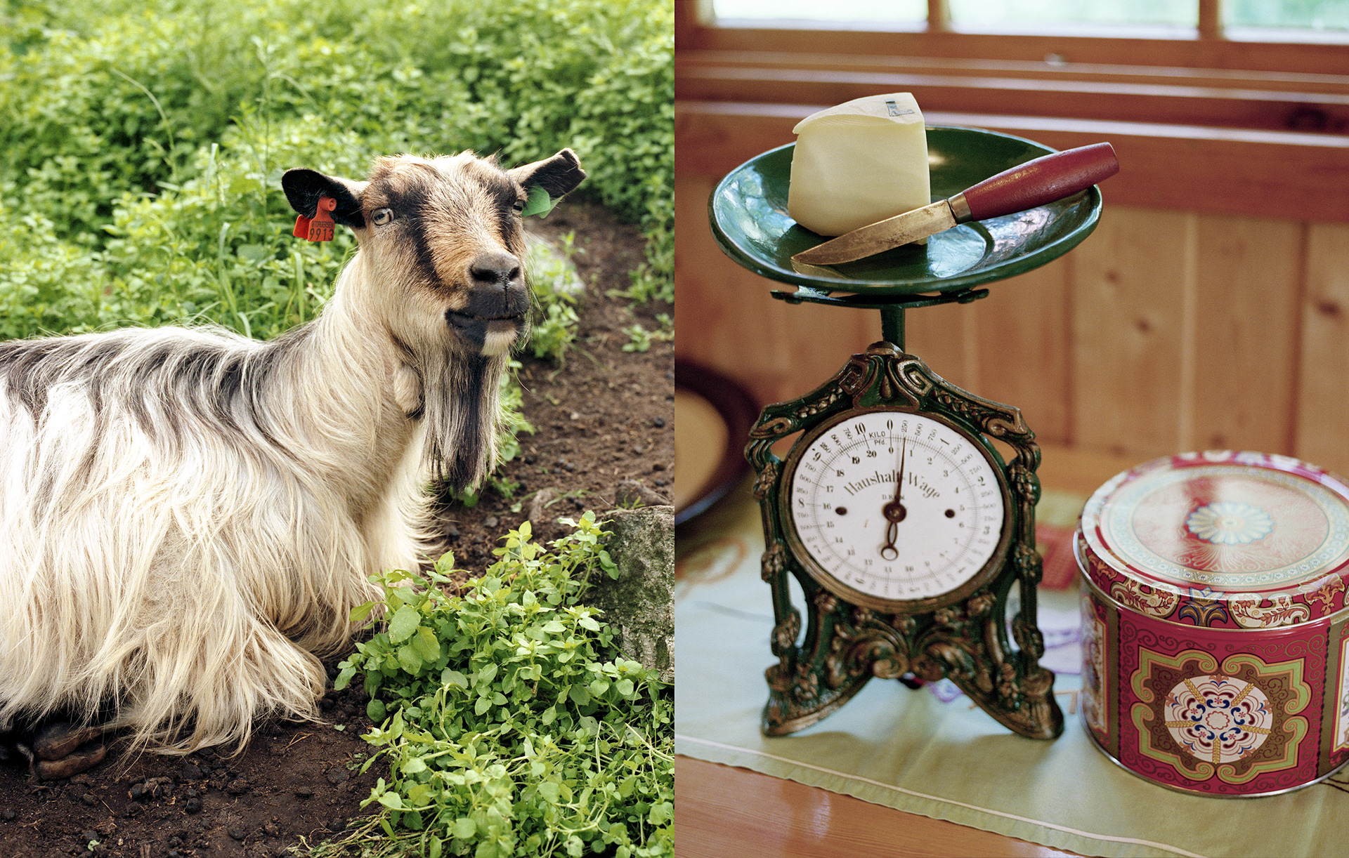 MARIANNE RAFTER IS A FASHION, PORTRAIT AND LIFESTYLE PHOTOGRAPHER BASED IN NEW YORK norwegian fjords mountains undredal goat cheese