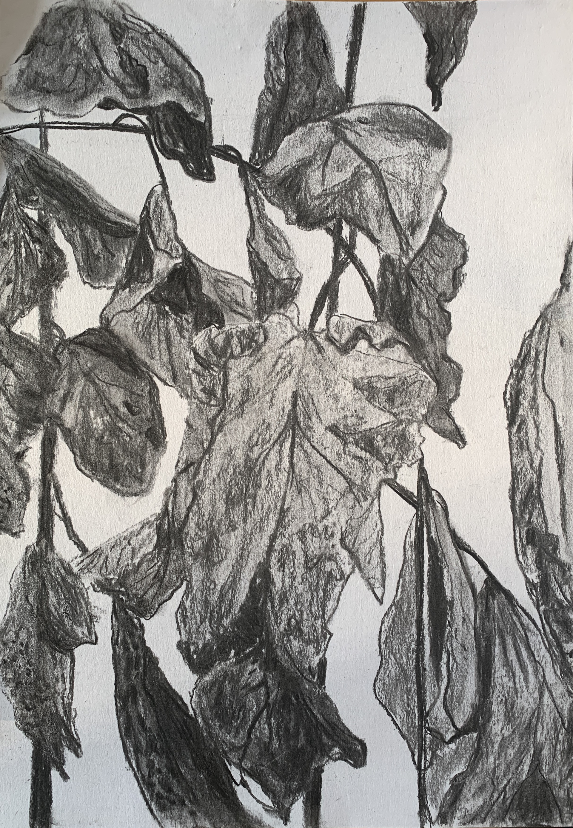 Charcoal on paper A3 