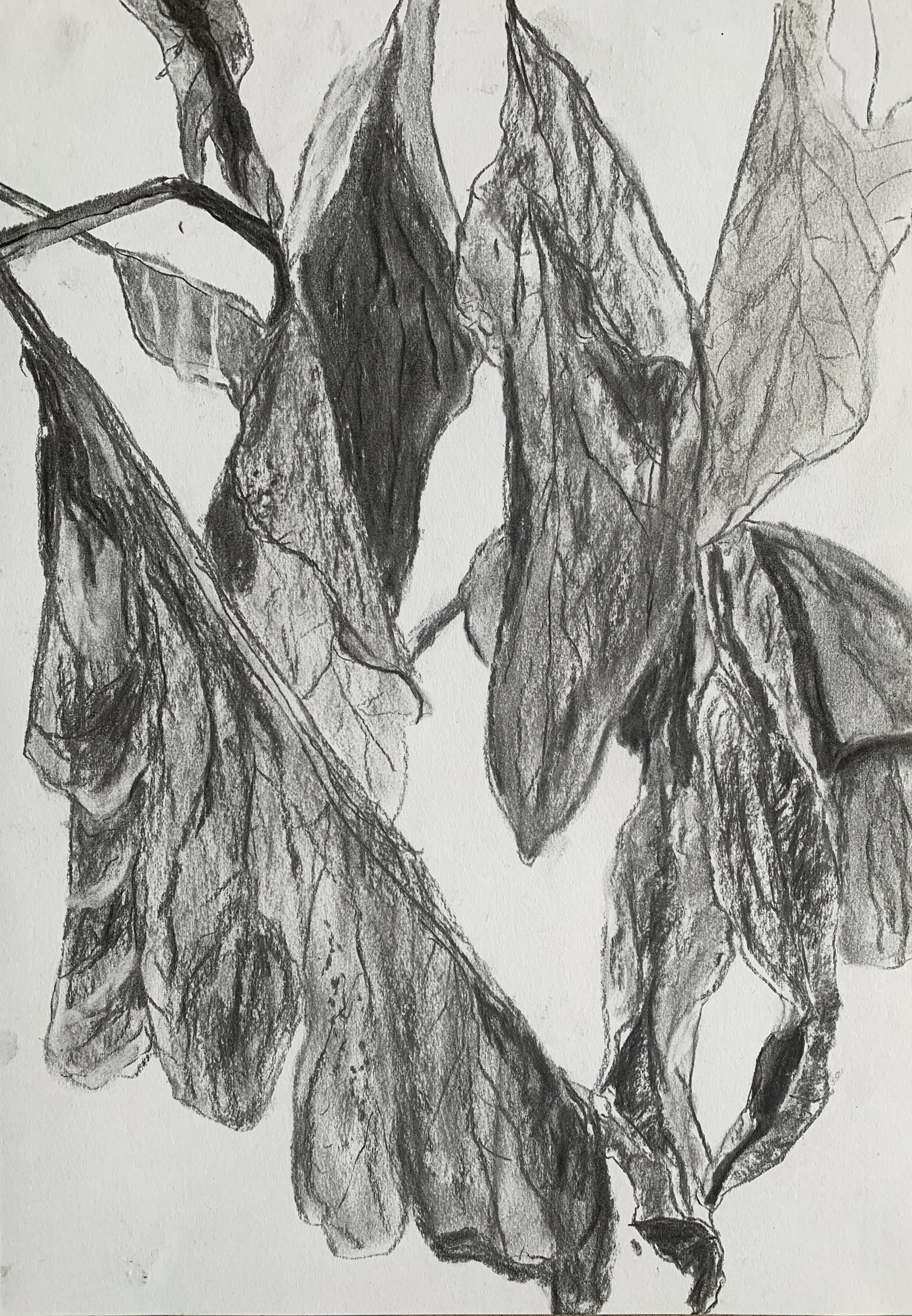 Charcoal on paper A3 