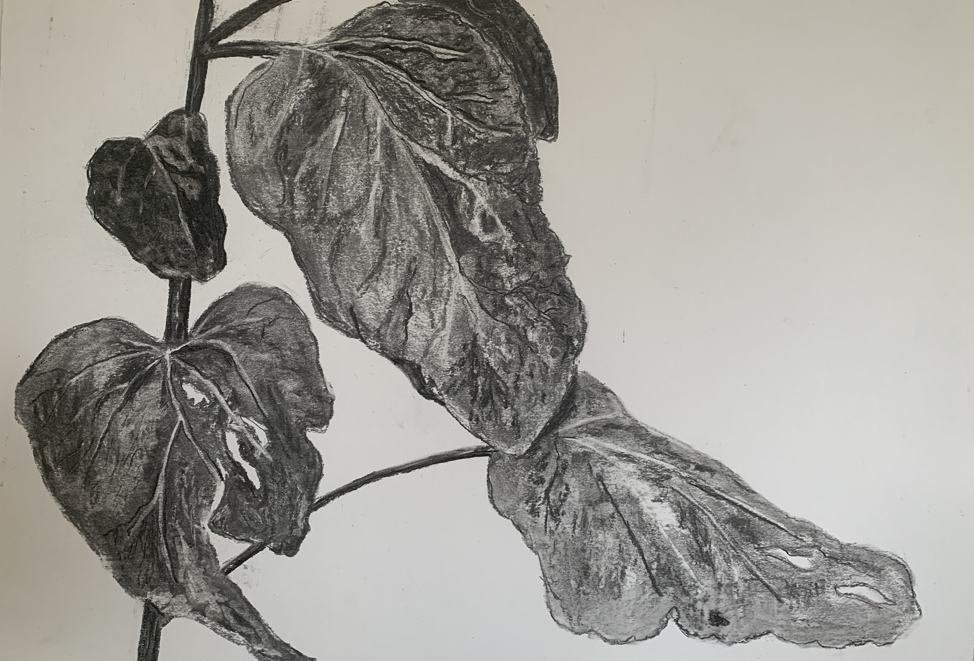 Charcoal on paper A3 