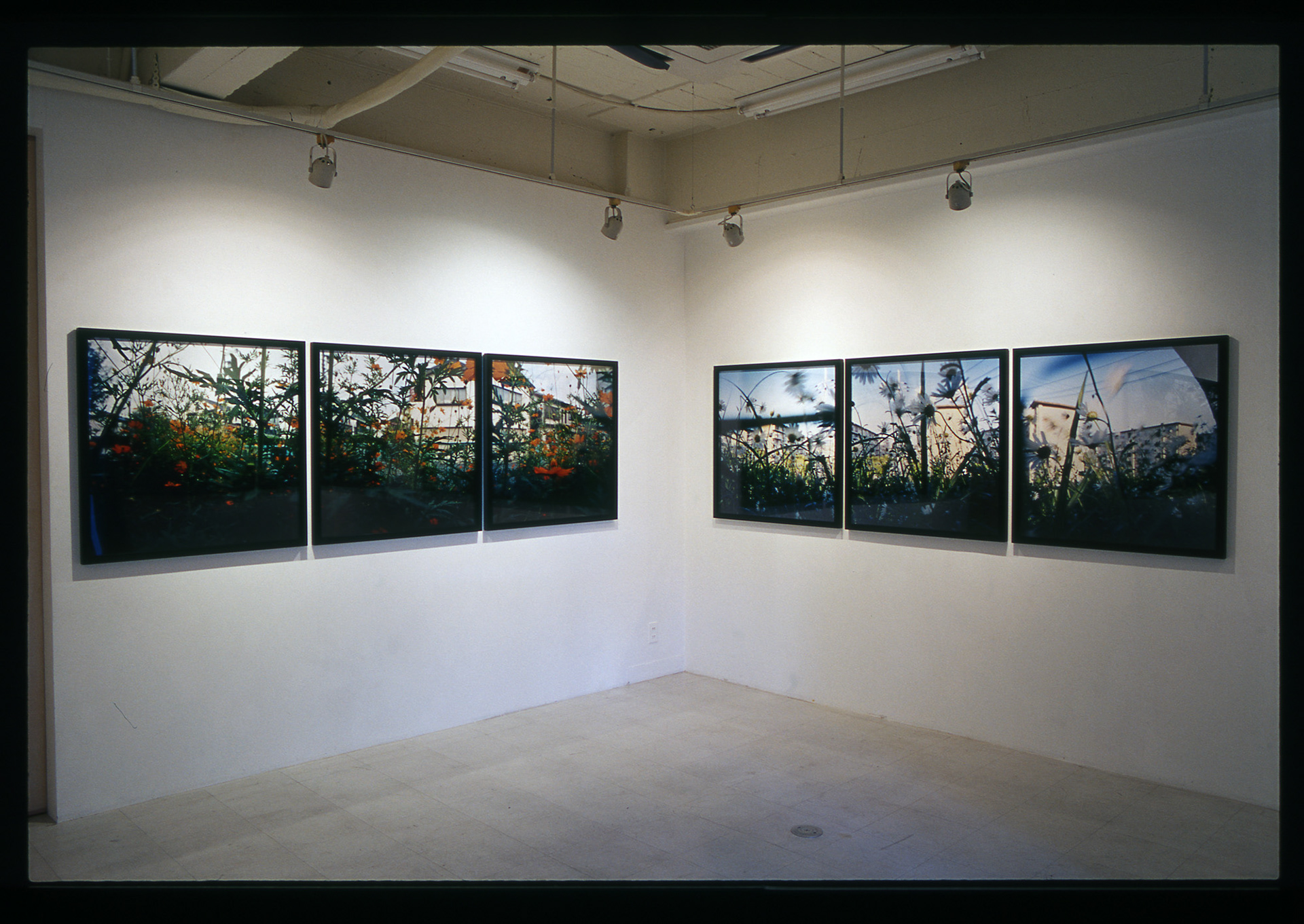 "Moving Plants" at The Third Gallery Aya, 2010 (2010.8.31- 9.18)