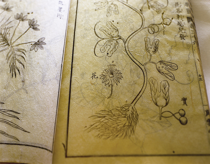 Kontaraeruha, Ensei-iho-meibutsu-ko