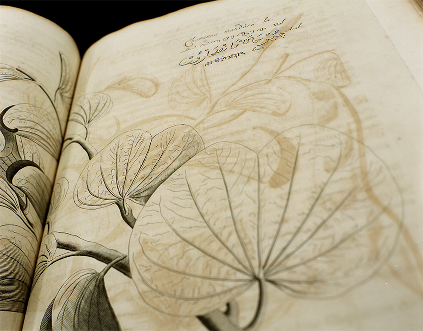 Bauhinia variegata, Hortus malabaricus