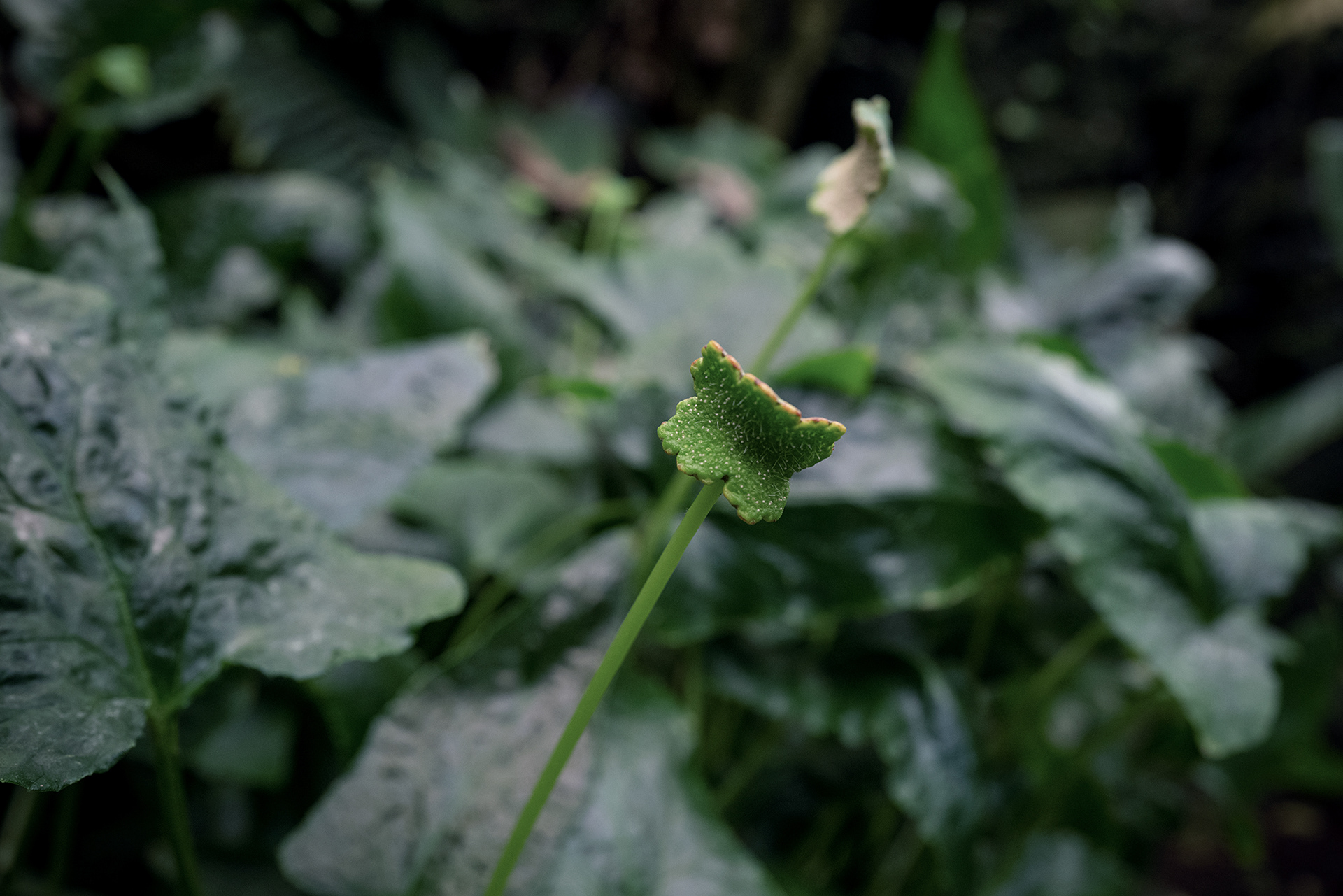 Dorstenia contrajerva, Mexico City 2019