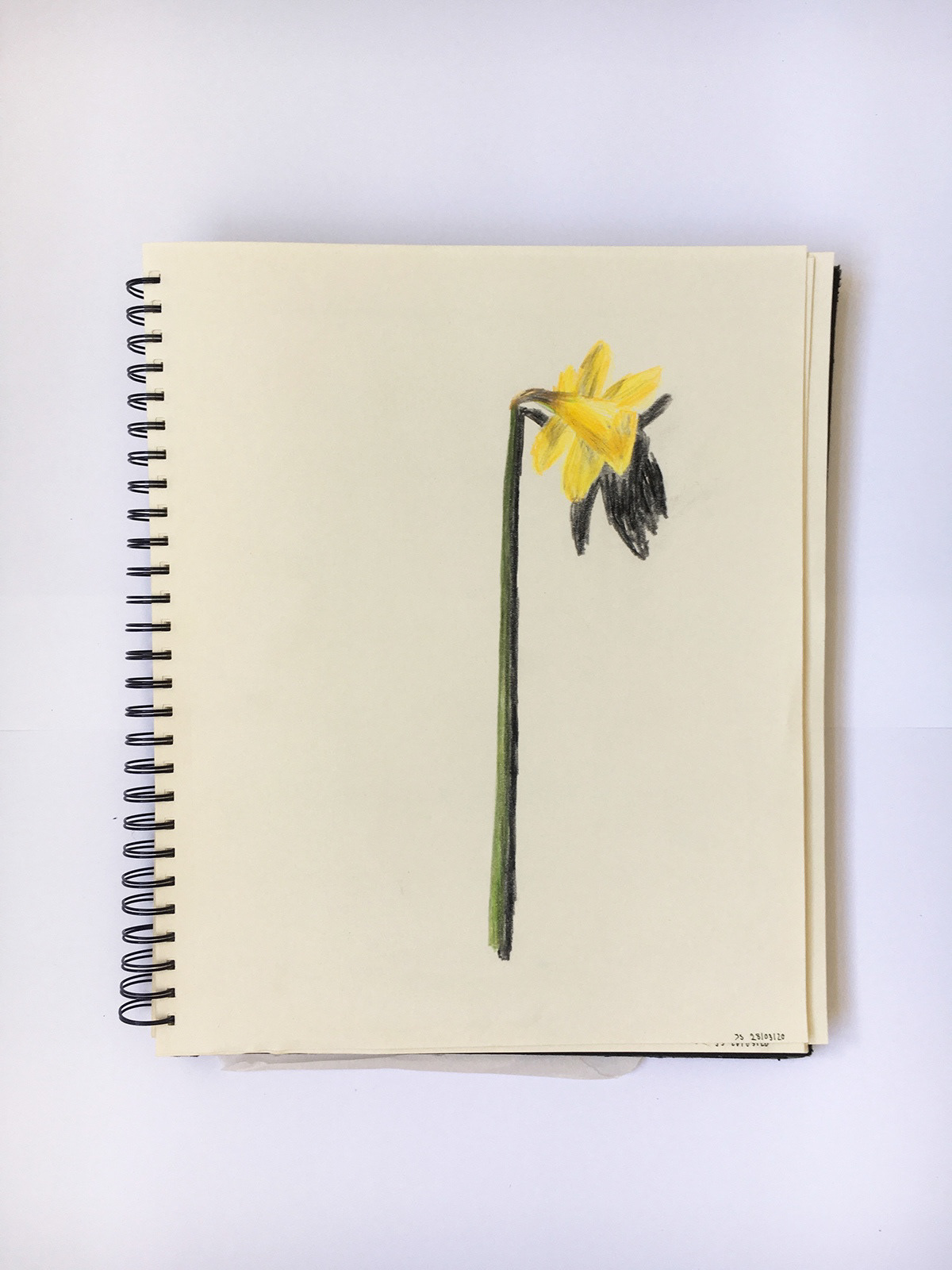 DAFFODIL 1:1, COLOURED PENCILS, 2020
