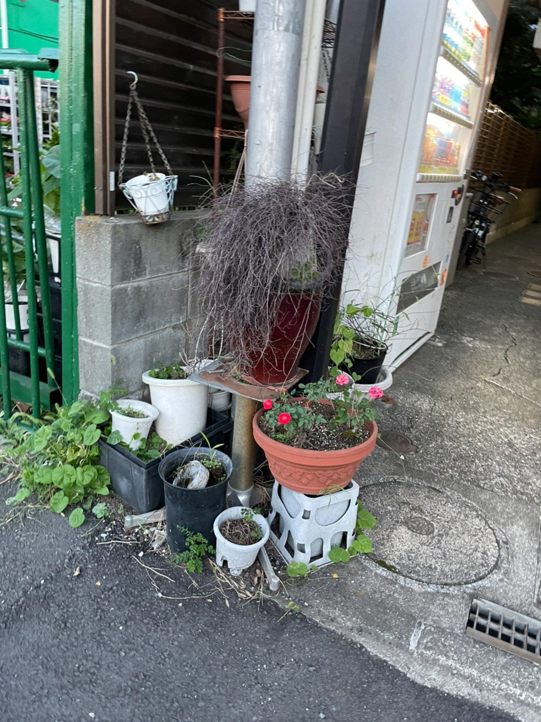 野生のトロール