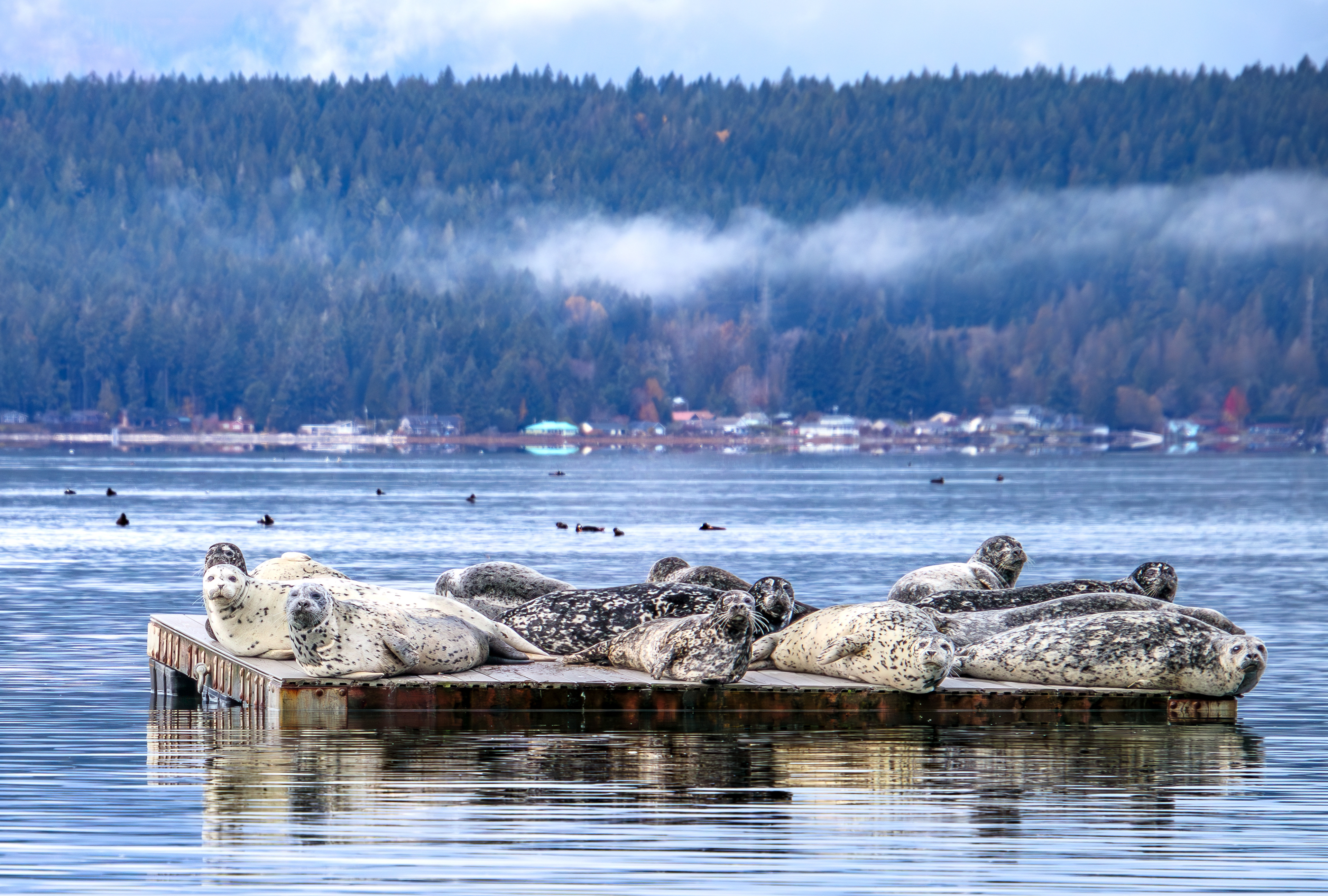 Harbor Seals