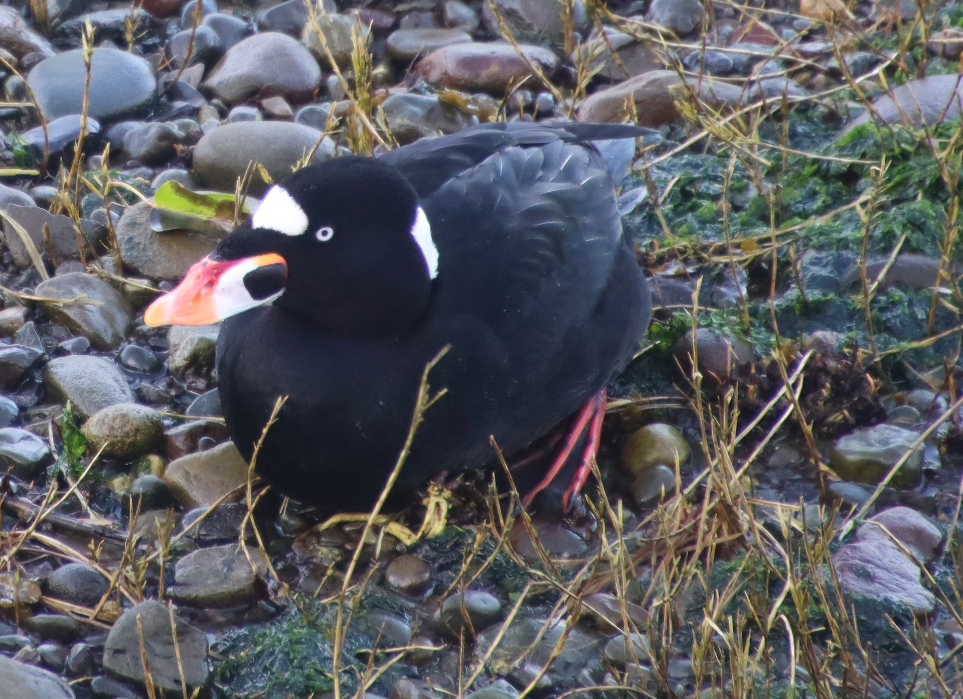 Surf Scoter