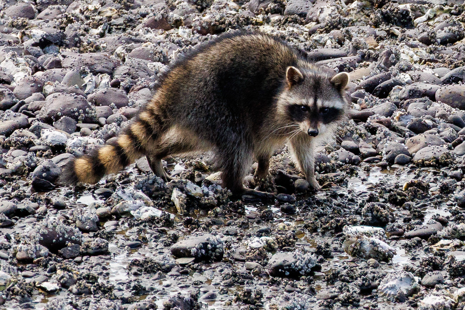 Raccoon