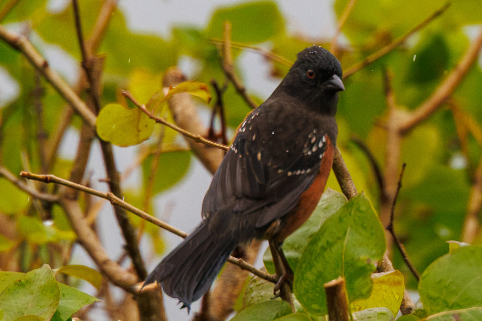 Spotted Towhee