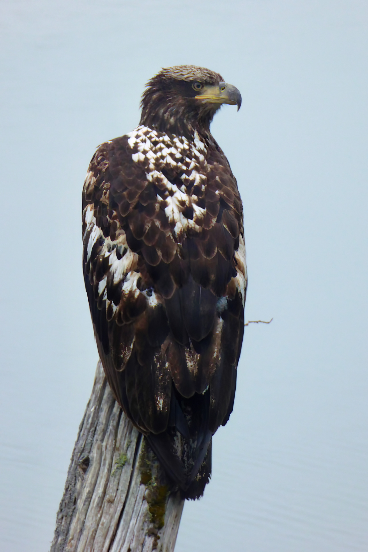 Juvenile Bald Eagle