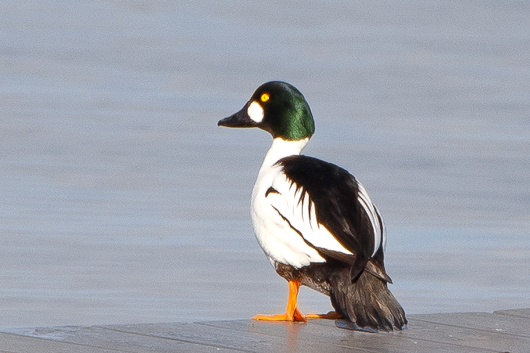 Male Common Golden Eye