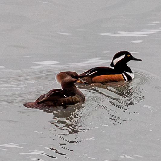 Hooded Mergansers