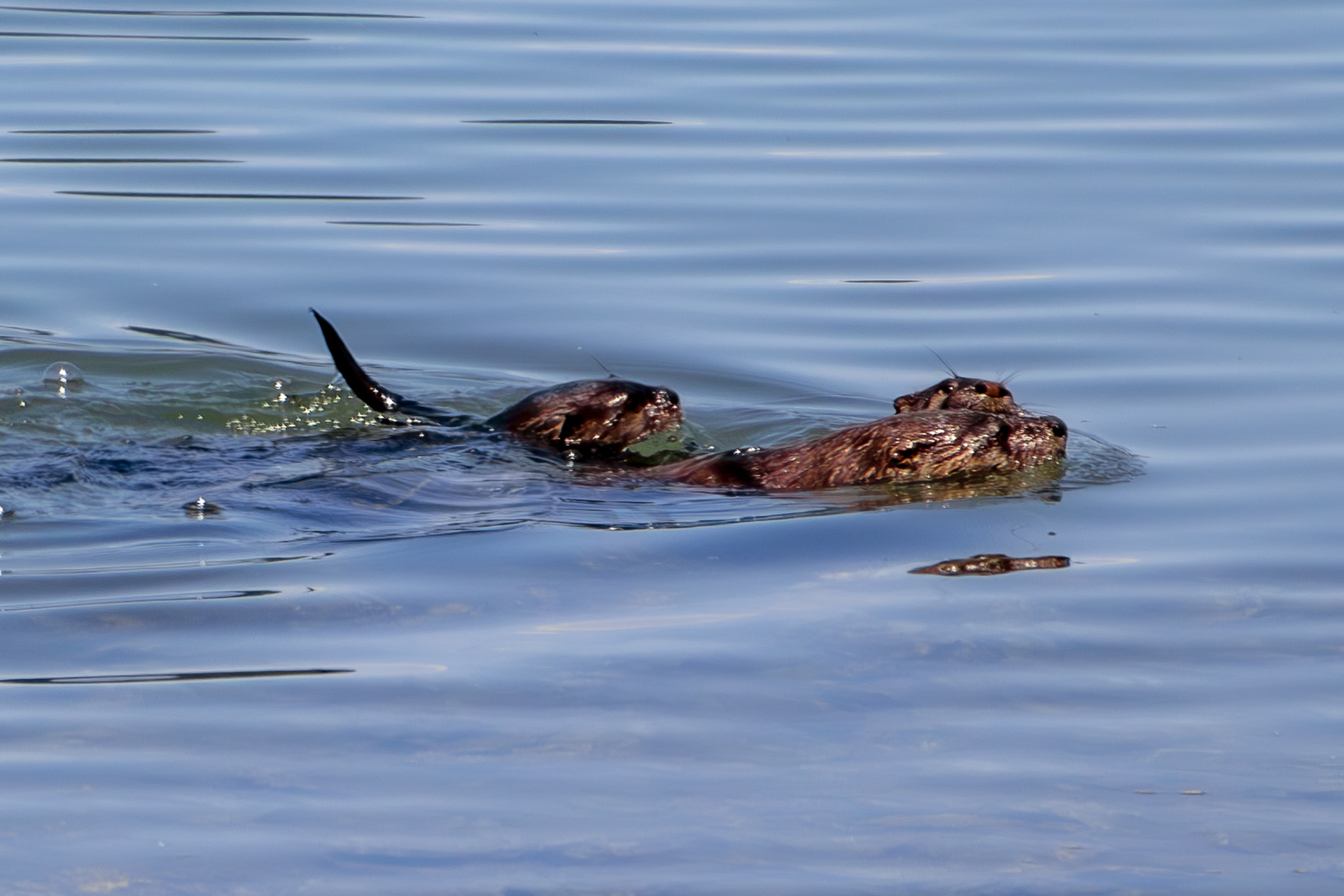 River Otter mom and pups