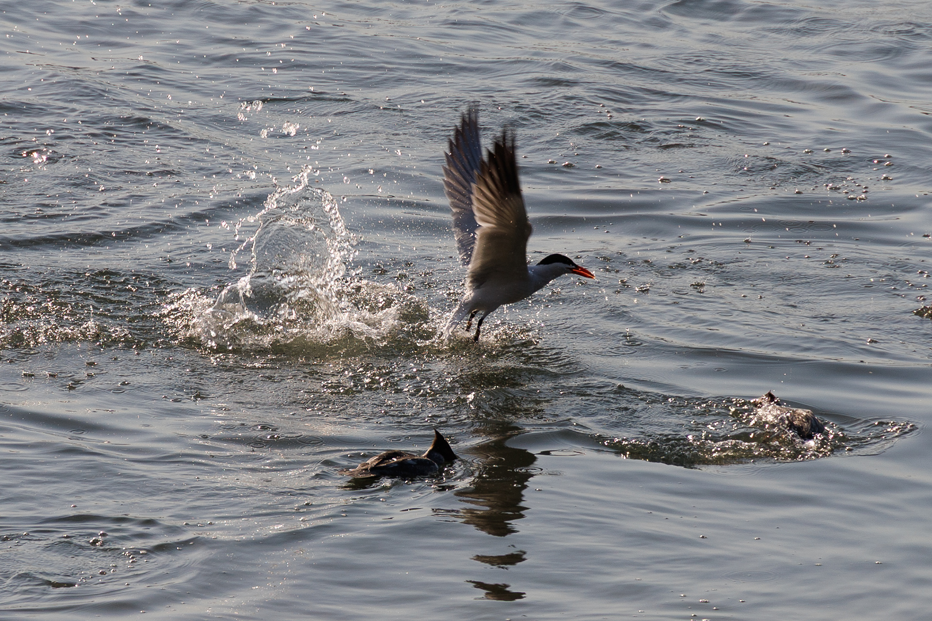 Artic Tern