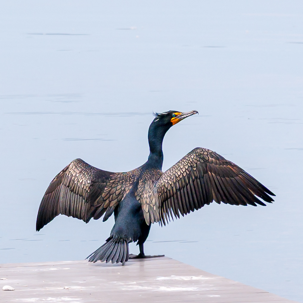 Double -crested Cormorant