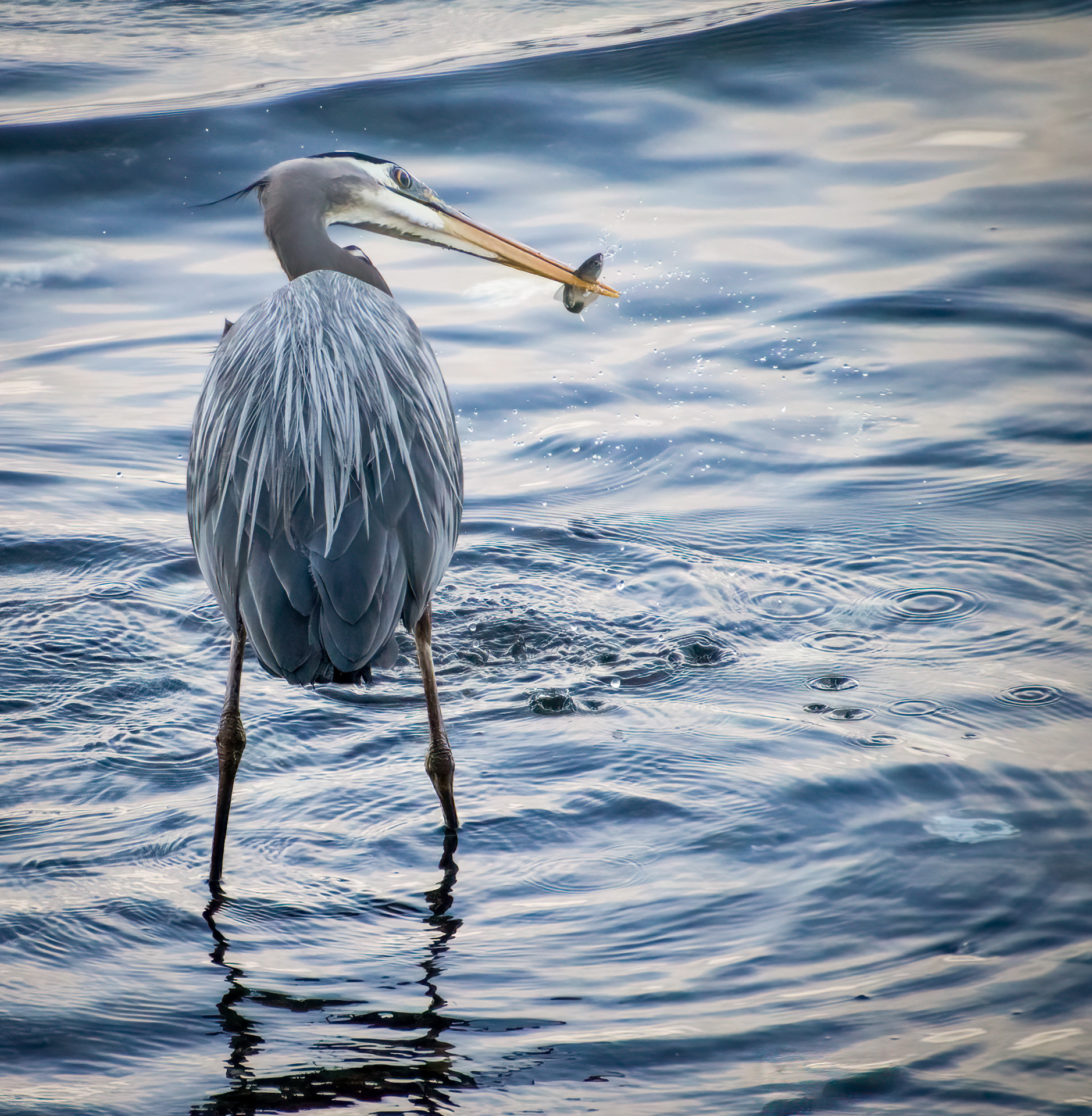 Great Blue Heron