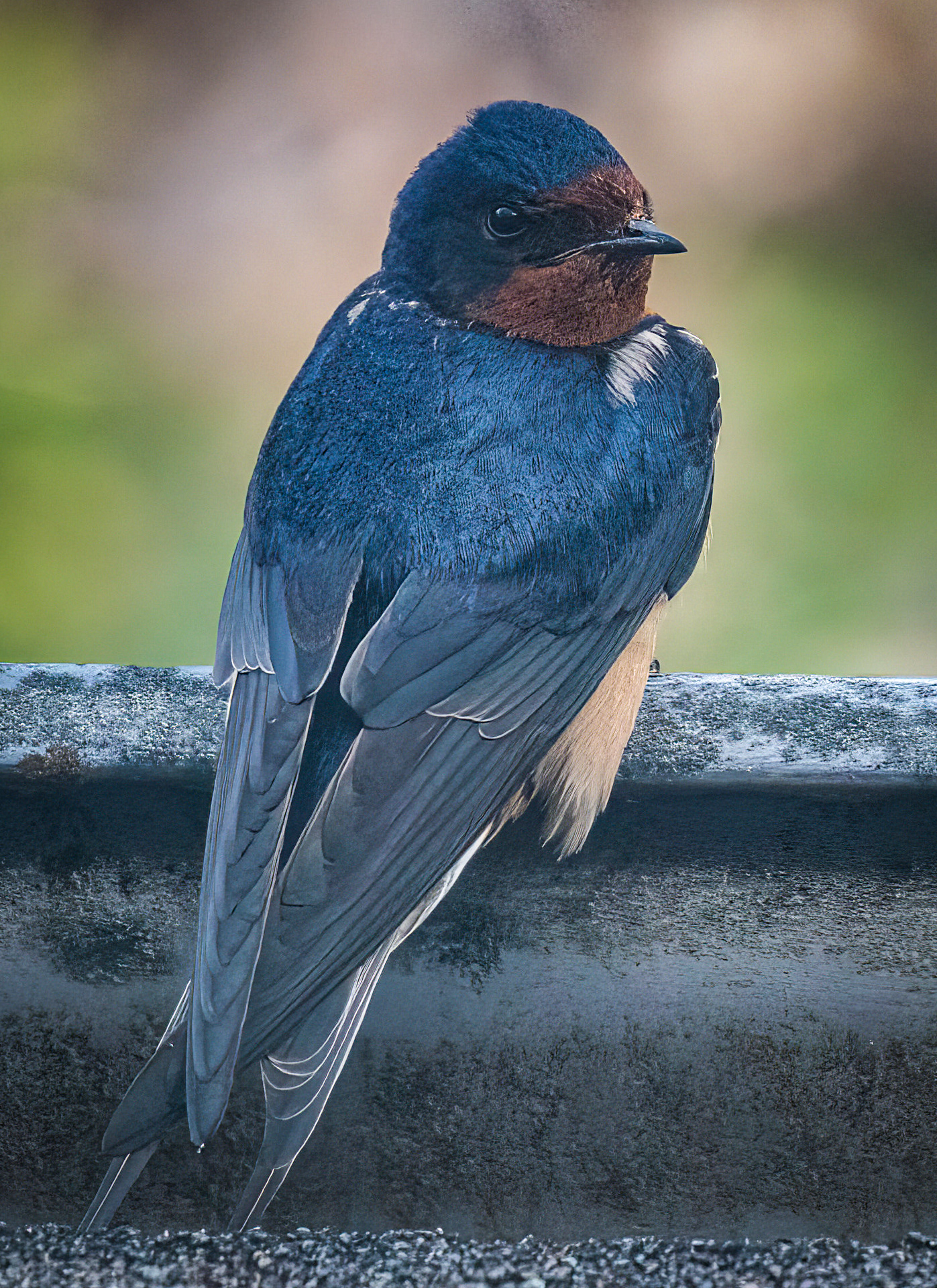 Barn Swallow