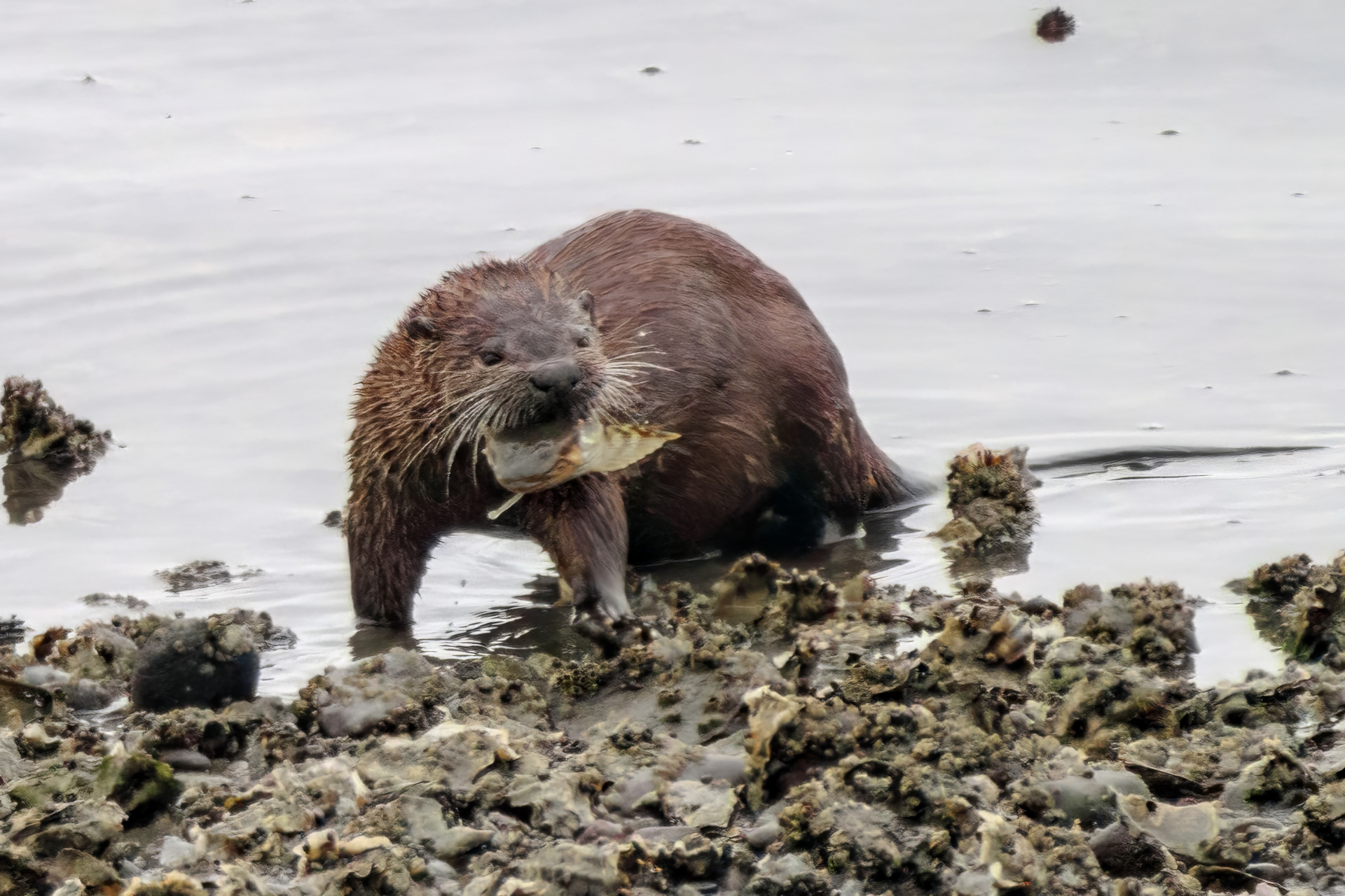 River Otter