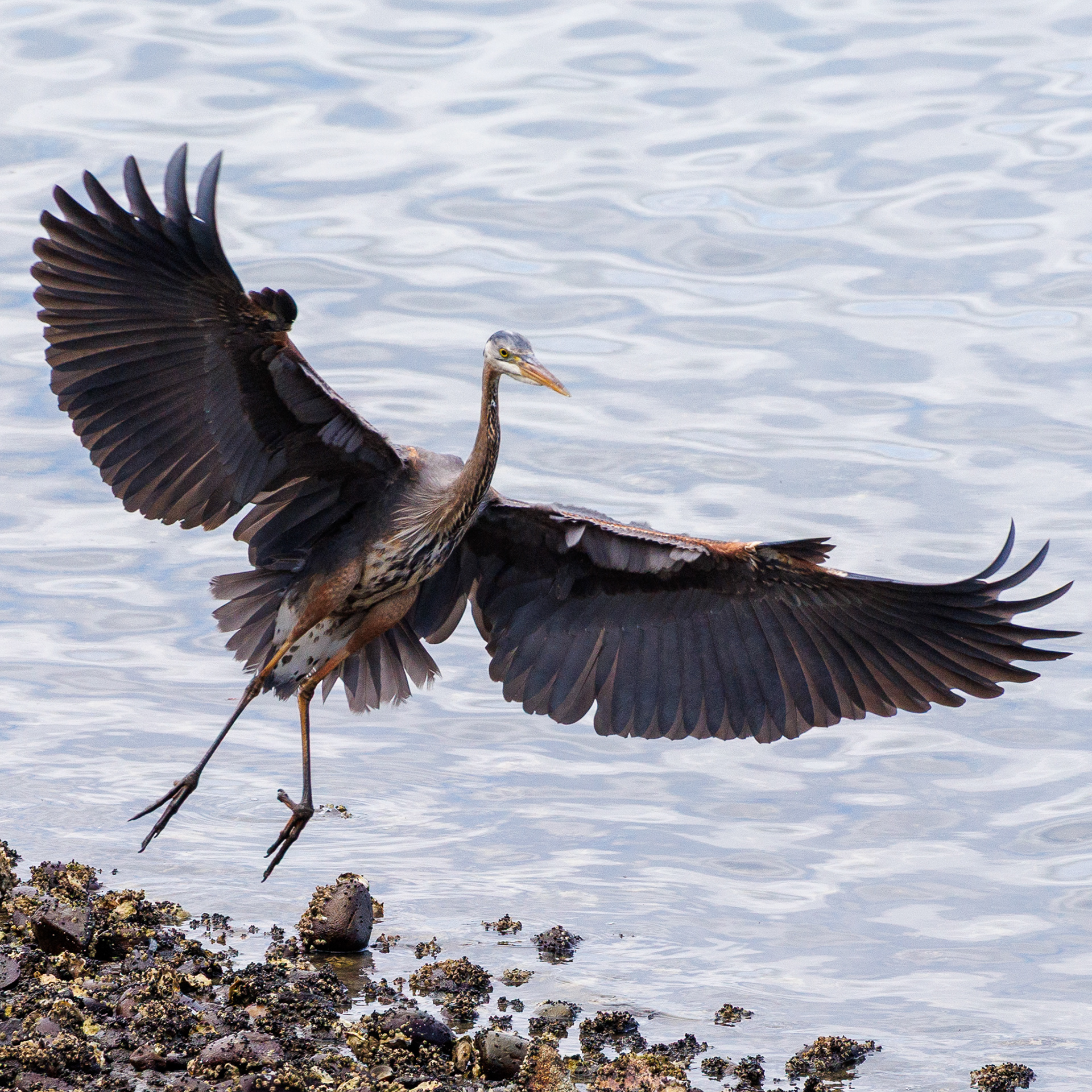 Great Blue Heron