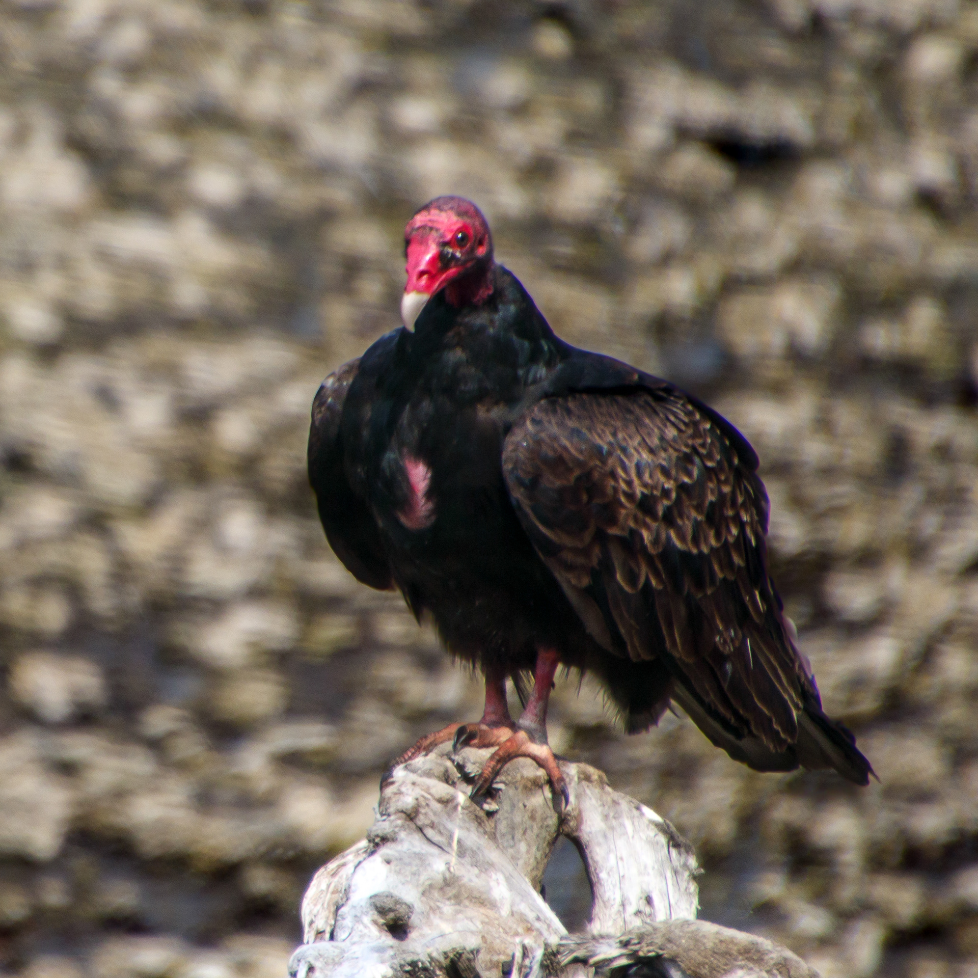 Turkey Vulture