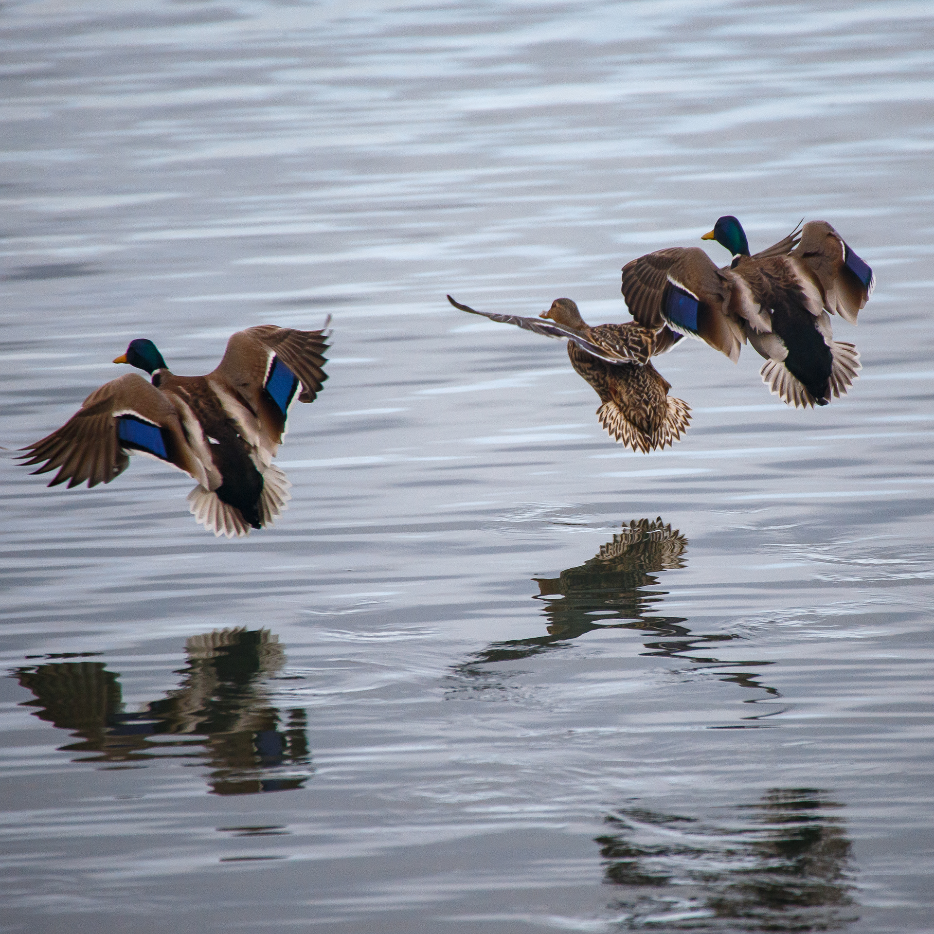 Mallards