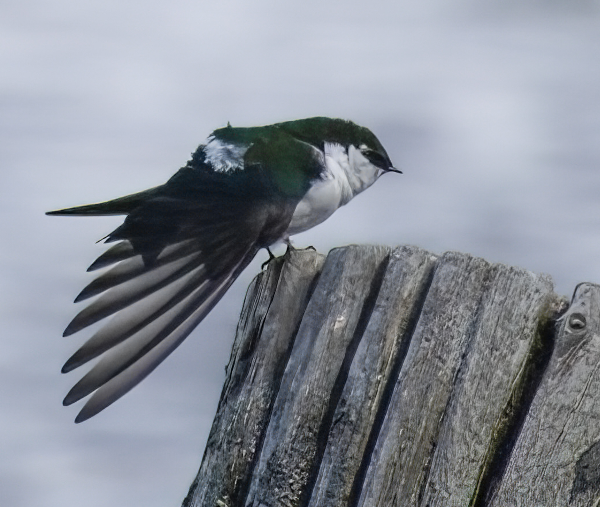 Violet Green Swallow
