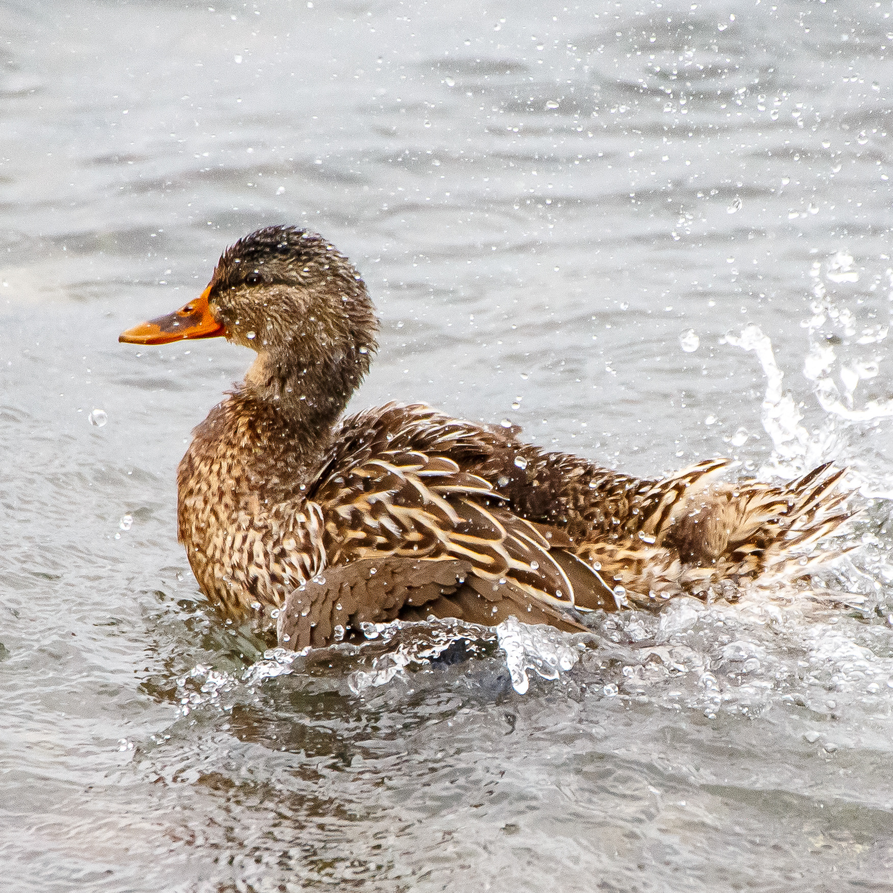 Female Mallard