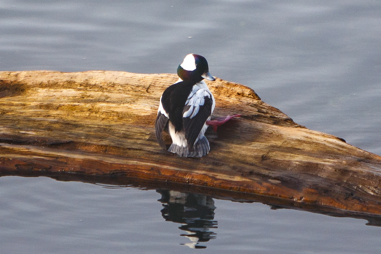 Male Bufflehead